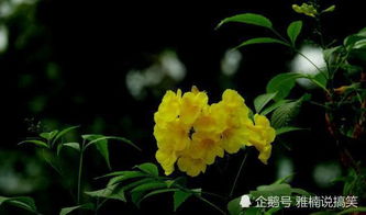 绣球花的耐寒性如何