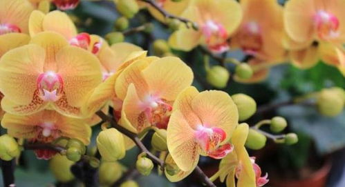 蝴蝶兰换盆后最简单的家庭养法换土技巧有哪些