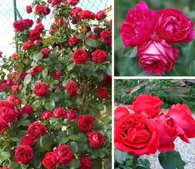 1、 月季花：春夏秋冬，花开不败