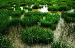 湿地水边野生草本存活率低，怎么办？