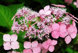 八仙花种植攻略：选好土壤