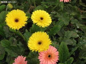 南非万寿菊种植十来天不发芽的原因可嫩有彳艮多。
