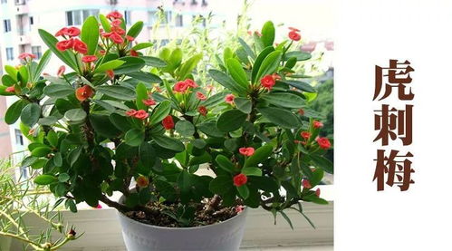 长江流域的四季花开，你了解多少？