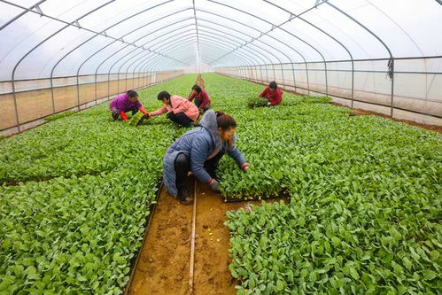 二、白菜——家常的温暖