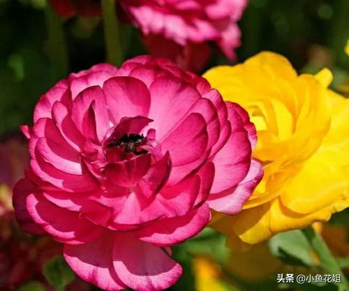 欢迎的花是菊花，其花语代表欢迎