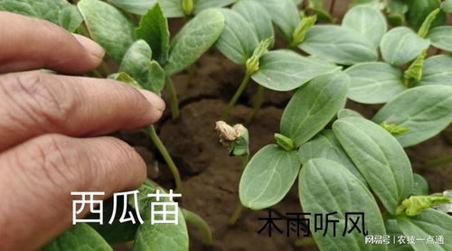 种子的选择：像找朋友一样，得堪对眼