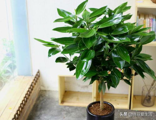 营造热带雨林微环境