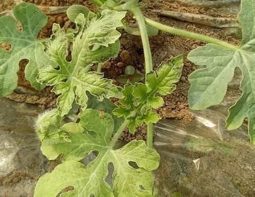 防治措施， 不容忽视