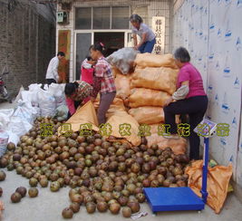 大果红花茶油价格揭晓：一斤多少钱？茶油机报价一览