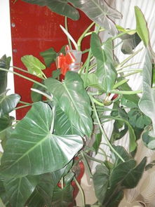 五、 动态绑扎系统