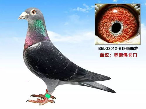 如何选择合适的肉鸽子，建造鸽子舍