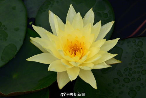 挖个洞洞， 让莲莲住下来