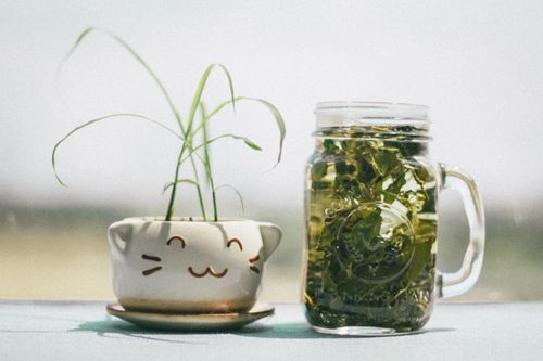 生根粉泡多久效果好？不同浓度使用方法有何差异
