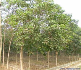 红榉与青榉的木材特性大揭秘