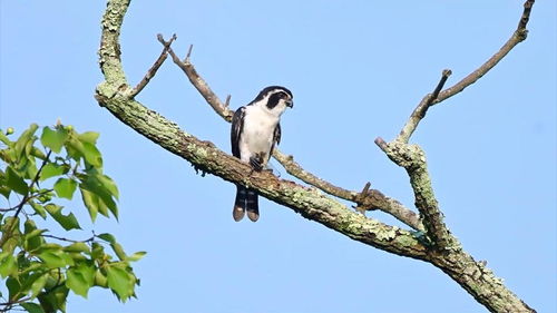 沈抚城际铁路生态画卷里的绿意盎然