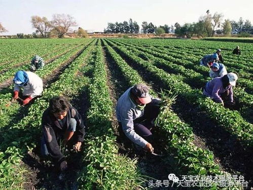 二甲四绿的特点