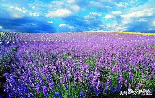 薰衣草花期延长？掌握这3个小技巧