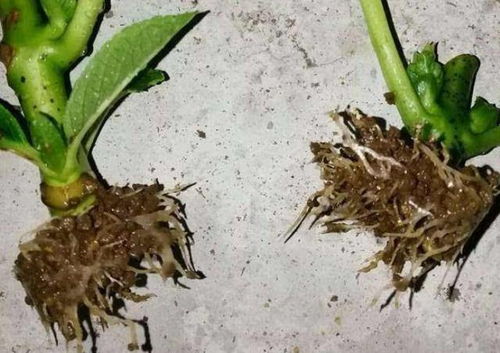 四、扦插成功的小秘密