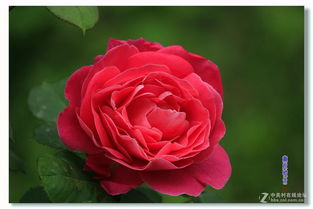 红粉知己月季：耐寒耐热， 南北皆宜