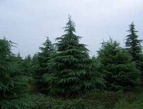 1. 雪松的直径和价格的关系