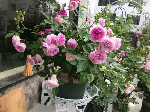 玛姬婶婶， 我心中的阳台小美人