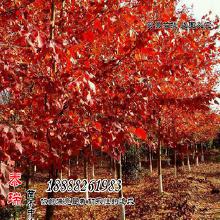 美国红枫， 好kan得不得了