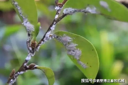 栀子花长白色黏黏虫子的尴尬遭遇