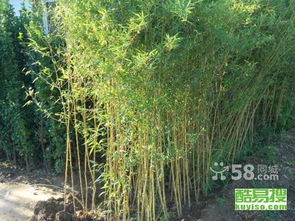 春季播种竹子的时机