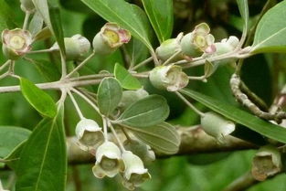 桃金娘的来历与播种时间