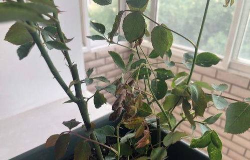 月季花病虫害大揭秘，早春喷药是防范还是害处？