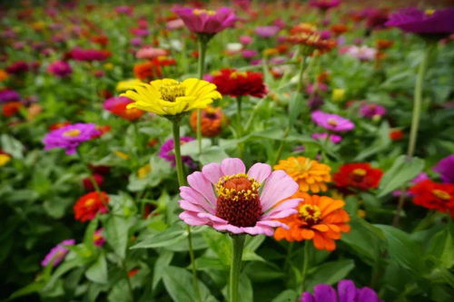 五光十色，这花那花