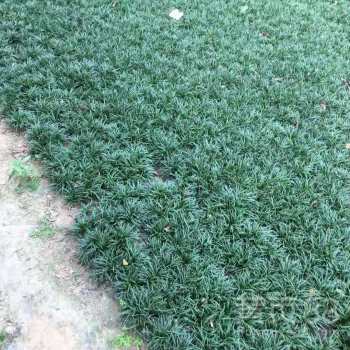 小区种植矮麦冬草坪到底怎么样？矮麦冬草坪的优缺点大揭秘！