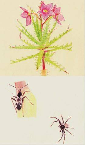 奇异植物，真的奇异吗？