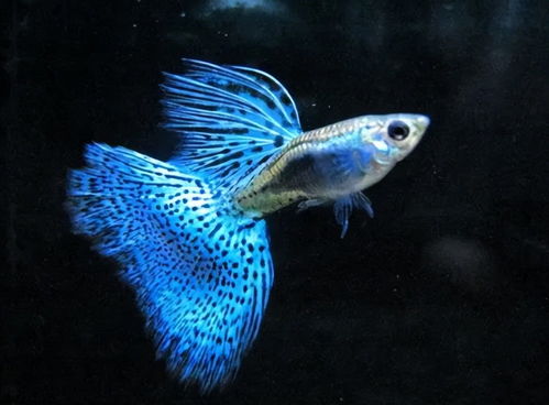 揭秘孔雀鱼养殖技巧：裸缸养鱼，必死无疑！