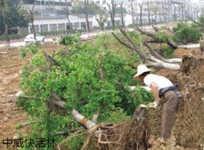 养护：苗木的新生活