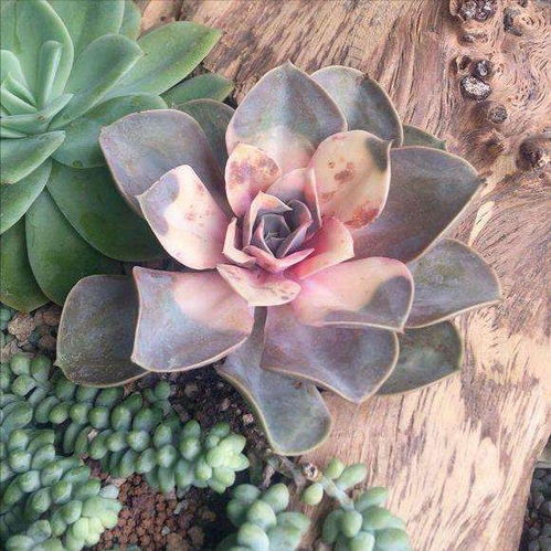 叶片有蛛网？别急着买农药！