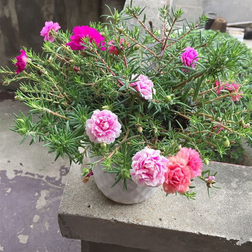 招财手花如何才能养得红润饱满？有哪些养殖方法和技巧可以借鉴