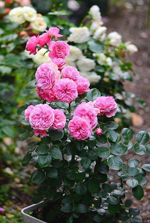 养分充足， 小苗优先长枝条