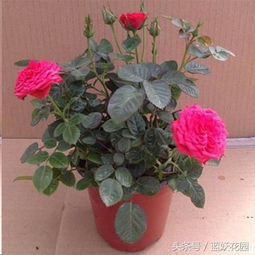 三、接桩，要愈合得漂亮