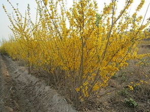 金银木：金银闪烁，价格几何？