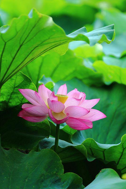 冬天的沉睡，荷花的等待