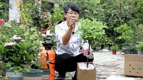 月季爆根的原因解析：那些你不知道的事