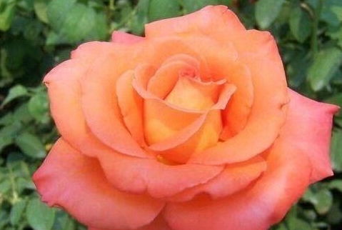 月季花苗移栽，提高成活率的秘诀大揭秘！