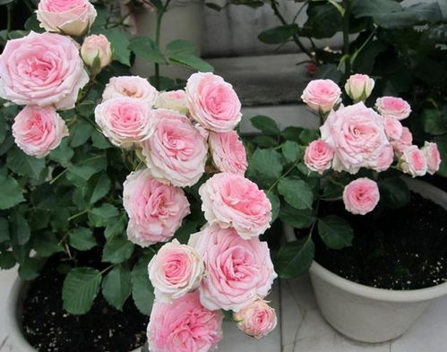 二、 莫奈月季：条纹中的美女