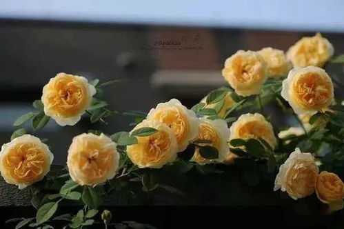 象山路上的花园设计灵感