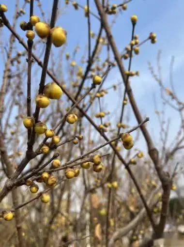 亳州药市，新货未上市