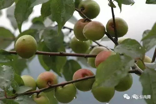 陆河青梅种植历史悠久，但面临品种单一、产量下降等问题