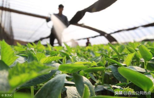 香樟树育苗方法