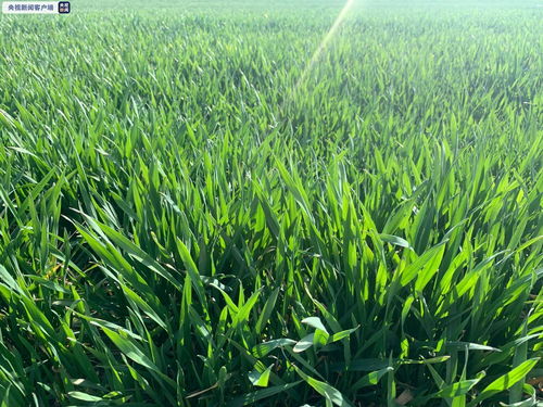 和白粉病比，醚菌酯怎么样？