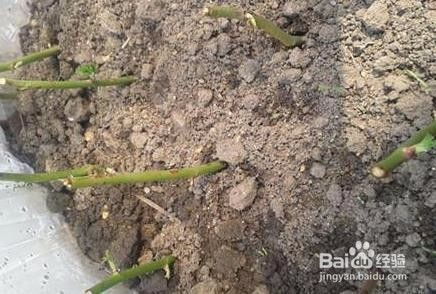 南方种植，要注意品种